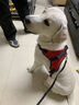阿拉丁神獸狗繩牽引繩狗狗胸背帶背心式狗鏈遛狗大型犬拉布拉多邊牧金毛小狗 防爆沖胸背帶+牽狗繩【黑色】 XL碼【建議60-100斤】 曬單實拍圖