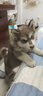 伊寵純種阿拉斯加幼犬熊版大型犬寵物狗狗活體小狗活物幼崽 寵物級 母 曬單實(shí)拍圖