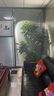 邁睿星全光譜 led植物生長(cháng)燈仿太陽(yáng)光多肉花卉盆景室內植物補光植物燈 20W+1.6米高（常規開(kāi)關(guān)） 全光譜6000k正白光 曬單實(shí)拍圖