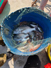山頭林村活沙蠶 紅青蟲鱸魚餌 海螞蝗海蜈蚣海釣魚餌料海沙蠶活餌順豐 紅沙蠶泡沫箱半斤裝(250克) 曬單實拍圖