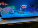 小米魚缸白砂原生底砂造景河砂南美砂天然彩石水族箱水草沙烏龜專用砂 0.5-1毫米白砂5斤 曬單實拍圖