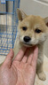 咯咪日本柴犬幼犬純種寵物狗狗活體短毛犬赤柴犬豆柴雙血統(tǒng)微笑犬狗子 寵物級(jí)  公 曬單實(shí)拍圖