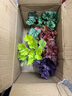 礬根植物盆栽大苗組合套餐室內(nèi)耐寒四季庭院陽臺觀葉小苗花卉綠植 5色套裝隨機 含盆 曬單實拍圖