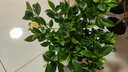 鶯歌燕舞牡丹梔子花苗大葉小葉梔子花四季開(kāi)花帶土球發(fā)貨綠植獨桿盆栽花卉 小葉梔子花（大號） 含盆（加侖盆） 曬單實(shí)拍圖