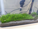 異景園魚(yú)缸水族箱造景陰性水草海藻球綠藻球生態(tài)瓶綠澡球水藻球微景觀(guān) 曬單實(shí)拍圖