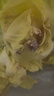 新鮮包菜卷心菜甘藍農家自種現(xiàn)摘現(xiàn)發(fā)當季新鮮蔬菜綠葉菜蓮花白 9斤 曬單實拍圖