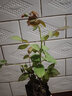 多花薔薇花苗藤本月季大花濃香庭院爬藤植物花卉盆栽陽臺(tái)玫瑰四季 粉色達(dá)芬奇 四季開花 大花 精品大苗1.2-1.3米高當(dāng)年開花 曬單實(shí)拍圖