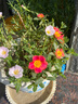 闊寬葉單瓣太陽(yáng)花枝條帶花苞耐熱好養(yǎng)活的花卉陽(yáng)臺(tái)庭院15元包郵 寬葉橙紅10枝【帶花苞易成活】 無(wú)根枝條7天左右出根 曬單實(shí)拍圖