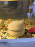 瘋狂水草（FKSC）莫斯水草活體植物魚缸造景底部前景套餐懶人陰性莫斯樹沉木水榕 莫斯小烏龜 曬單實拍圖