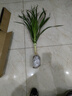 龍須樹(shù)龍須鐵龍血樹(shù)多頭花卉盆栽室內客廳大型綠植花卉開(kāi)業(yè)送禮 龍須樹(shù)高度80-90厘米1顆不帶盆 曬單實(shí)拍圖