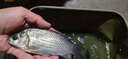 聚漁者鄧剛推薦過(guò)江風(fēng)餌料野釣通殺鯽鯉魚(yú)草青鳊魚(yú)餌超濃腥紅蟲(chóng)顆粒窩料 一瓶裝【江河絕戶餌】 曬單實(shí)拍圖