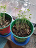 捕蠅草種子食人花豬籠草盆栽食蟲(chóng)植物食蠅草種子室內陽(yáng)臺四季易種 曬單實(shí)拍圖