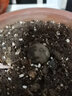 秋穎龜甲龍南非龜甲龍 塊根多肉植物爬藤綠植室內(nèi)凈化空氣盆栽 修葉發(fā) 南非龜甲龍1.5-2Cm左右 曬單實拍圖