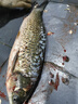 甄樽全自動(dòng)殺魚(yú)機商用不銹鋼電動(dòng)開(kāi)魚(yú)背開(kāi)魚(yú)肚去鱗機殺清江魚(yú)黑魚(yú)鱸魚(yú)花鰱羅非魚(yú)烤魚(yú)店用 工程款定金【尾款發(fā)貨時(shí)付】 曬單實(shí)拍圖