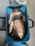 迪卡儂（DECATHLON）魚餌野釣鯽魚鯉魚草魚鰱魚餌料拉絲粉魚餌料魚食CAP 水中盛宴通殺餌 240g 曬單實拍圖
