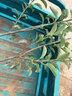 蘋(píng)果樹(shù)樹(shù)苗紅富士盆栽地栽南北方種植耐寒矮化嫁接果樹(shù)苗當年結果 紅富士 4年大苗 蘋(píng)果樹(shù)苗 81cm(含)-110cm(含) 曬單實(shí)拍圖