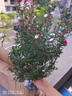 孫凱（SUNKAI）松紅梅盆栽帶花苞盆栽花卉植物室內(nèi)陽臺耐熱四季綠植開花 松紅梅三年盆栽苗 曬單實拍圖