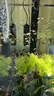 森森（SUNSUN）魚(yú)缸加熱棒 變頻省電自動(dòng)恒溫加熱器 熱帶魚(yú)水族箱加溫棒 500W幻影變頻省電款(超溫保護/離水斷電) 曬單實(shí)拍圖