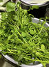 新鮮豆瓣菜廣東西洋菜水芥菜貴州農(nóng)家高山泉水冷涼鮮蔬菜 【順豐】(泡沫箱+冰袋)新鮮發(fā)貨 1500g 曬單實拍圖