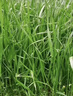 進(jìn)口牧草種子四季多年生黑麥草魚(yú)草四季可種喂養雞鴨鵝豬牛羊種籽 一年生黑麥草種子1斤 曬單實(shí)拍圖