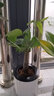 發(fā)財(cái)樹盆栽文竹室內(nèi)花卉小盆景辦公室綠色植物客廳招財(cái)金錢樹盆栽 發(fā)財(cái)樹+高檔白豎紋盆 曬單實(shí)拍圖