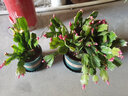 種花迷多色蟹爪蘭花苗盆栽當(dāng)年開四季開花重瓣螃蟹抓蓮好養(yǎng)易活室內(nèi)花卉 原盆土25-30棵紅珍珠/當(dāng)年開花 含盆加侖盆 曬單實(shí)拍圖