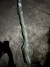 霆環(huán)  柳樹(shù)苗 垂柳苗 水柳垂楊柳 黃金柳 金絲垂柳 河堤公園垂柳小苗 垂柳6公分粗 一般保留1.2米高 曬單實(shí)拍圖