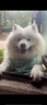 惠蕓闕狗狗裙子大型犬夏季薄款金毛拉布拉多薩摩耶新款公主風(fēng)可愛(ài)公主裙 綠條紋- 口水巾 6XL 胸90背60 約55-70斤 曬單實(shí)拍圖