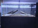 森森（SUNSUN）2025新品魚(yú)缸水族箱溪流缸底過(guò)濾超白玻璃南美原生缸生態(tài)魚(yú)缸 紳士灰(燈架款)雨淋式升級(jí)底濾 靠墻款長(zhǎng)99*寬48*缸高40/柜高85cm 曬單實(shí)拍圖