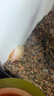 云峰海瑞 水族箱小型熱帶魚觀賞魚活體紅綠燈魚淡水水族電光魚美人天使魚 曼龍?jiān)鹿饨M合(共10條) 曬單實(shí)拍圖