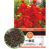 花沃里一串紅花種子約200粒 花卉種子四季草種家庭盆栽土陽(yáng)臺庭院草籽 曬單實(shí)拍圖