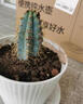 孫凱（SUNKAI）仙人柱仙人掌科仙人球多肉植物盆栽開(kāi)花辦公室實(shí)生 曬單實(shí)拍圖