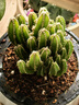 格調(diào)生活萬重山仙人掌盆栽花卉綠植室內(nèi)陽臺(tái)辦公易養(yǎng)活耐旱吸水盆多肉植物 萬重山【牛奶吸水盆】 曬單實(shí)拍圖
