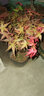 紅楓樹(shù)苗四季紅室內桌面盆景矮霸楓樹(shù)紅舞姬老樁耐寒陽(yáng)臺庭院植物 5年紅楓（原生） 曬單實(shí)拍圖
