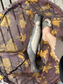 縱橫黑坑鯽魚散炮123#黑坑混養(yǎng)黑科技魚餌江湖漁具谷物香翹嘴 黑科技泡泡球800克（1包） 曬單實(shí)拍圖