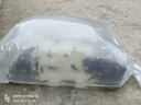 裸鯉魚苗體淡水養(yǎng)殖食用冷水觀賞魚活體裸斑魚無甲無磷鯉魚德國鏡鯉三道鱗小魚苗 100條5-7厘米裸鯉魚苗【多發(fā)10%防損】 曬單實拍圖