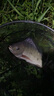 威拓森魚(yú)線(xiàn)主線(xiàn)日本進(jìn)口綁好釣魚(yú)主線(xiàn)臺釣線(xiàn)組魚(yú)線(xiàn)套裝pe線(xiàn)全套組合成品 5.4m【8字環(huán)款】3卷 1.5號 曬單實(shí)拍圖
