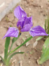 鳶尾花種藍(lán)花鳶尾種子黃花鳶尾種籽蘭花種孑扁擔(dān)花藍(lán)蝴蝶水生綠化 藍(lán)花鳶尾種子100粒 曬單實(shí)拍圖