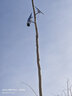 CONRING太陽(yáng)能4G監(jiān)控器攝像頭99倍光學(xué)變焦360度無(wú)死角帶夜視云臺(tái)旋轉(zhuǎn)球機(jī)無(wú)線(xiàn)高超清室外防水工程專(zhuān)用款 無(wú)電無(wú)網(wǎng) 可視1500米 夜視300米 工程專(zhuān)用款看清人臉看清車(chē)牌 曬單實(shí)拍圖
