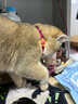 puppytie貓咪貓項圈鈴鐺新年可愛(ài)日系頸圈脖圈飾品寵物用品英短 蜜桃粉 均碼 曬單實(shí)拍圖