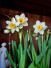 思泰克水培水仙花營(yíng)養液風(fēng)信子馬蹄蓮開(kāi)花水培植物肥料水仙花肥料 思泰克水仙營(yíng)養液 曬單實(shí)拍圖