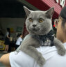 派乐特 宠物猫绳胸背带遛猫绳防挣脱猫链子猫咪牵引绳可调节带铃铛M号 实拍图