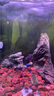 秋穎楠苑 泰國進(jìn)口羅漢魚(yú)苗熱帶觀(guān)賞魚(yú)鴻運泰金花紋紅德薩高爆亞 鴻運馬騮水頭亞成6-8厘米 曬單實(shí)拍圖