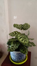 孔雀竹芋盆栽植物室內(nèi)花辦公桌面花卉觀葉客廳凈化空氣好養(yǎng)小綠植 孔雀竹芋（不帶盆 曬單實拍圖