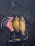 谷蜀香釣魚小藥正品日本進口鯉鯽魚羅非鰱鳙野釣黑坑餌料強效誘魚添加劑 買2送1（連桿拉到手抽筋）3瓶 釣魚小藥強效誘魚添加劑 曬單實拍圖