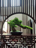 桔梗謠 仿真迎客松擺件 植物盆景室內松柏擺件綠植盆栽客廳玄關(guān)走廊辦公室桌面售樓部酒店造景裝飾品新中式 迎客松盆景擺件-崖柏 曬單實(shí)拍圖