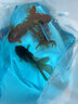 泰獅金魚(yú)活冷水魚(yú)淡水魚(yú)鎏金蘭壽紅獅金魚(yú)觀賞魚(yú)好養(yǎng)耐活魚(yú)活體魚(yú) 7-9cm黑泰獅2條 曬單實(shí)拍圖