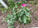 德沃多肥料玫瑰月季专用营养土15L园艺花卉绿植养花土盆栽有机种植花肥土壤 实拍图