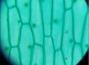 凤凰显微镜标本切片载玻片盖玻片套装动物植物细胞昆虫标本儿童实验 200片装 实拍图
