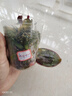 歐悟蝴蝶蘭花苗帶花劍帶花苞盆栽蘭花大苗客廳室內(nèi)植物花卉四季好養(yǎng) 5.香妃【帶花劍】 帶育苗盆 曬單實(shí)拍圖